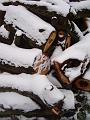 Woodpile patterns, Snow, Greenwich Park IMGP7591